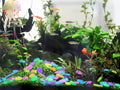 Luminous Garden & Home Decoration Stones